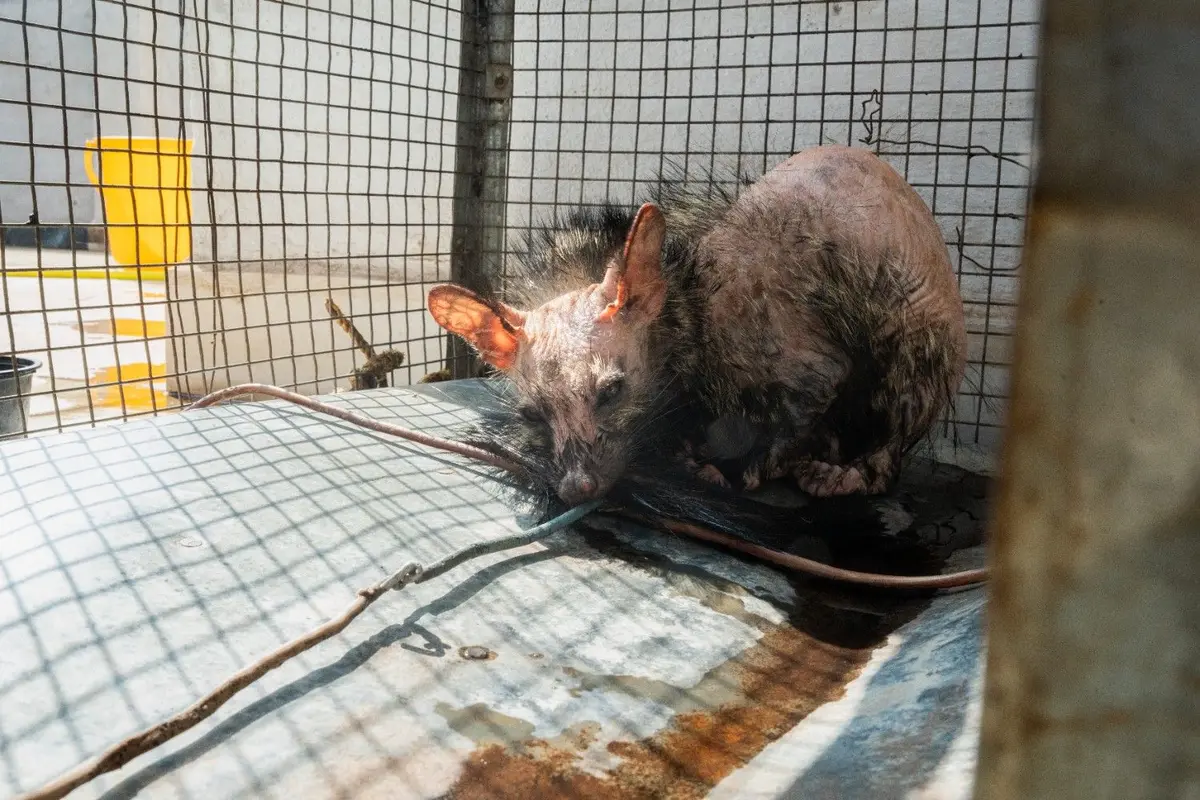 Wildlife Rescue & Rehabilitation